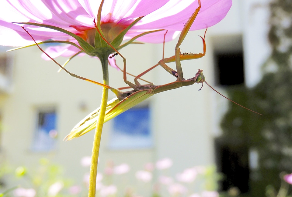 Animal fishing locust flower