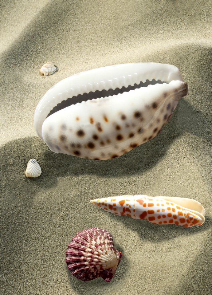 Seashell Cockle Conch