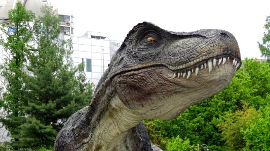 Dinosaur Velociraptor Tyrannosaurus Tree