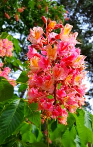 Plant Flora Flower Flowering Plant