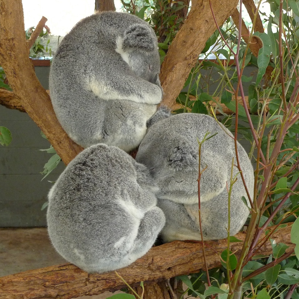 Zoo sleeping mammal