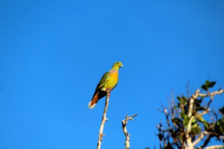 Bird Beak Sky Fauna photo