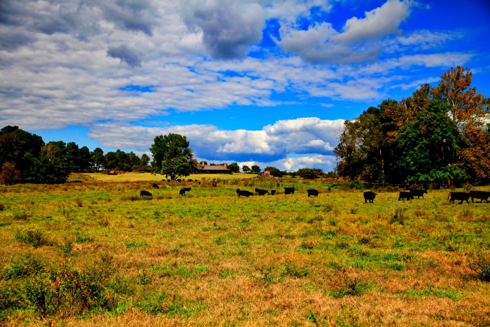 Sky Grassland Cloud Vegetation