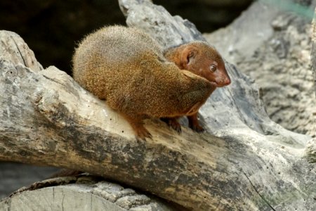 Mammal Fauna Terrestrial Animal Mongoose photo