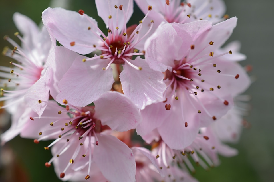 Blossom bloom pink photo