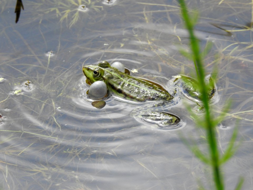 Water Fauna Ranidae Amphibian