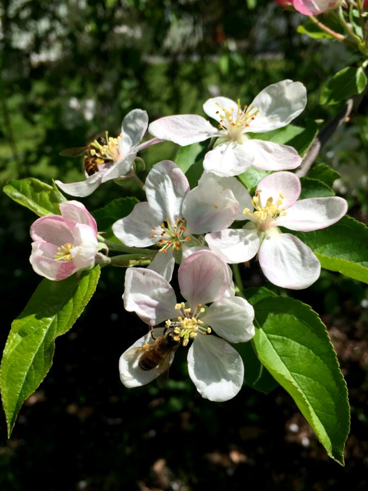 Blossom Spring Pollinator