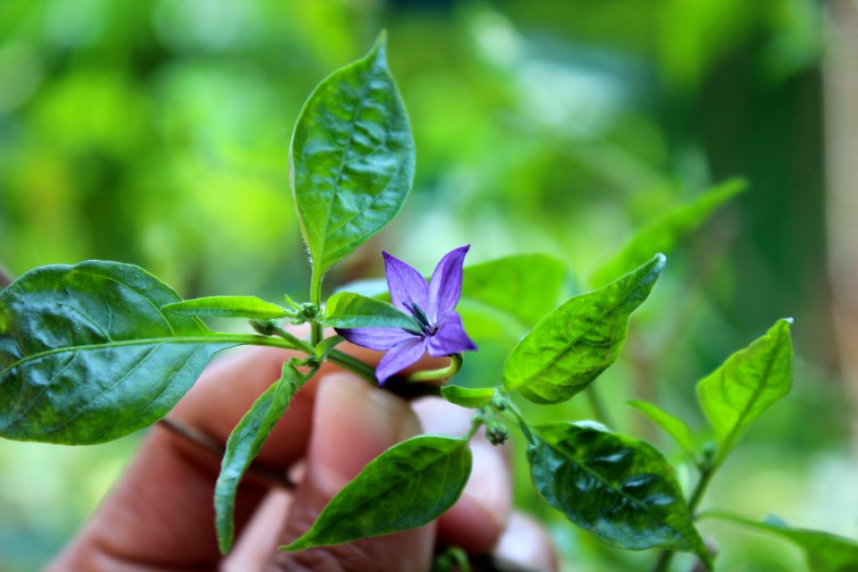Plant Leaf Flora Basil