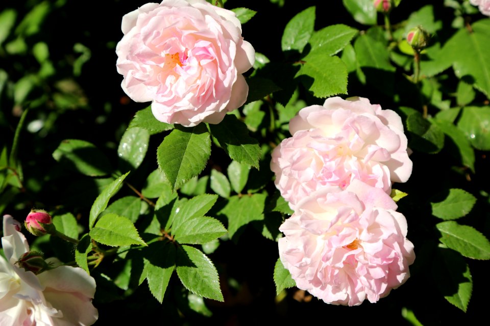 Flower Rose Rose Family Plant