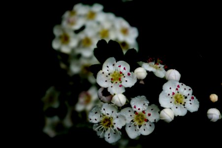 Flower Blossom Flora Spring