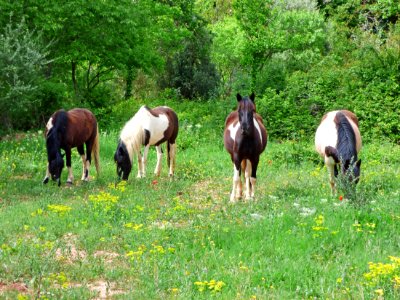 Horse Pasture Grazing Grassland photo