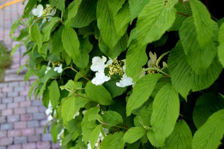 Plant Leaf Flower Viburnum