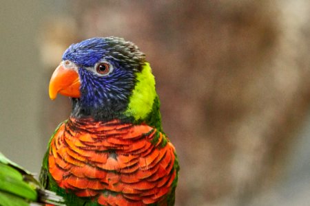 Beak Bird Parrot Fauna photo