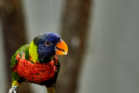 Bird Beak Parrot Lorikeet photo
