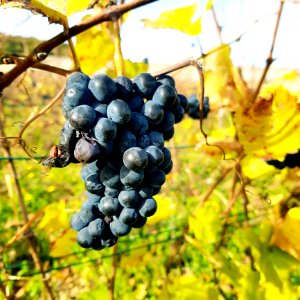 Grape Fruit Grapevine Family Vitis photo