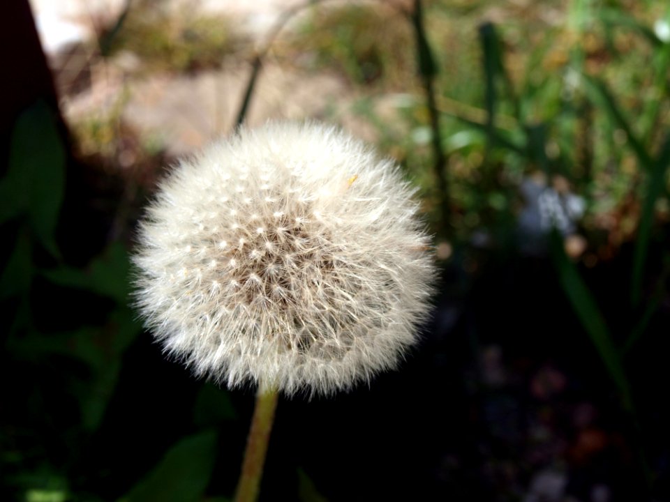 Flower Flora Dandelion Plant