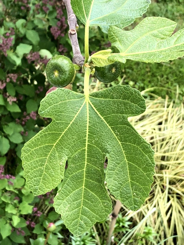 Leaf Plant Fruit Tree Mulberry Family
