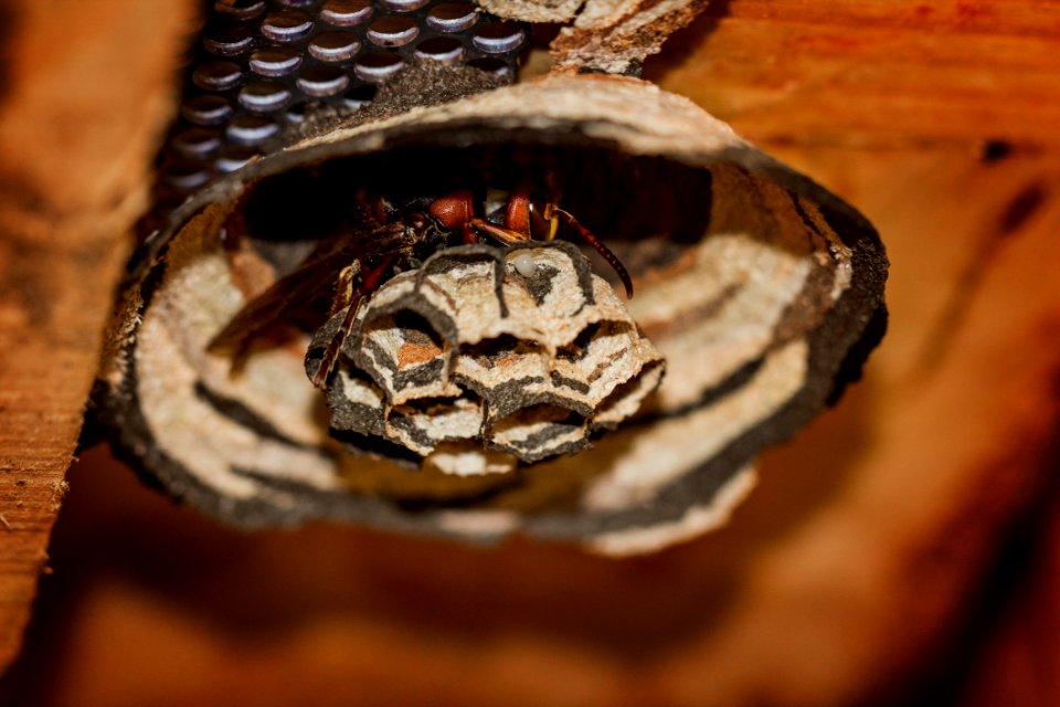 Macro Photography Close Up Invertebrate Membrane Winged Insect