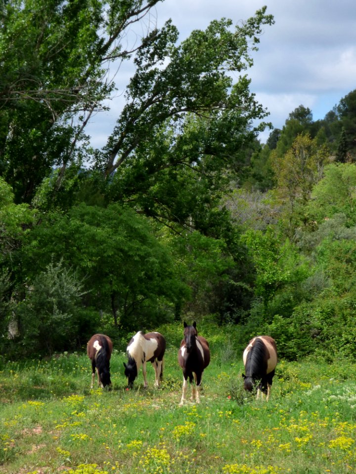 Nature Reserve Pasture Tree Wildlife