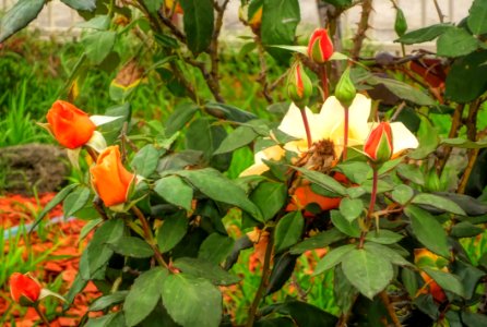 Plant Flower Vegetation Flora