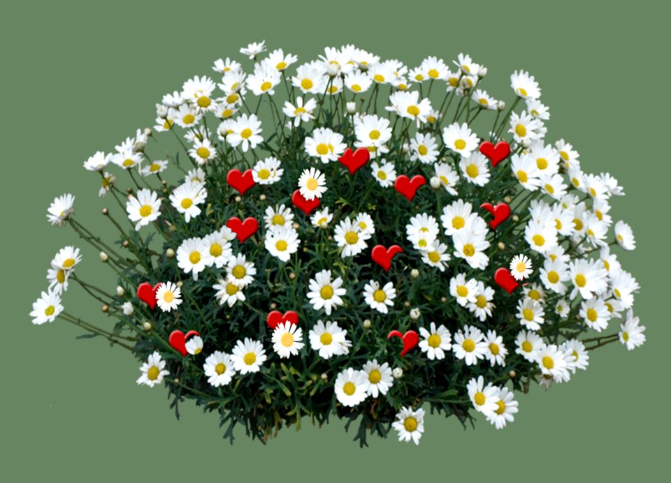 Flower Flowering Plant Plant Marguerite Daisy