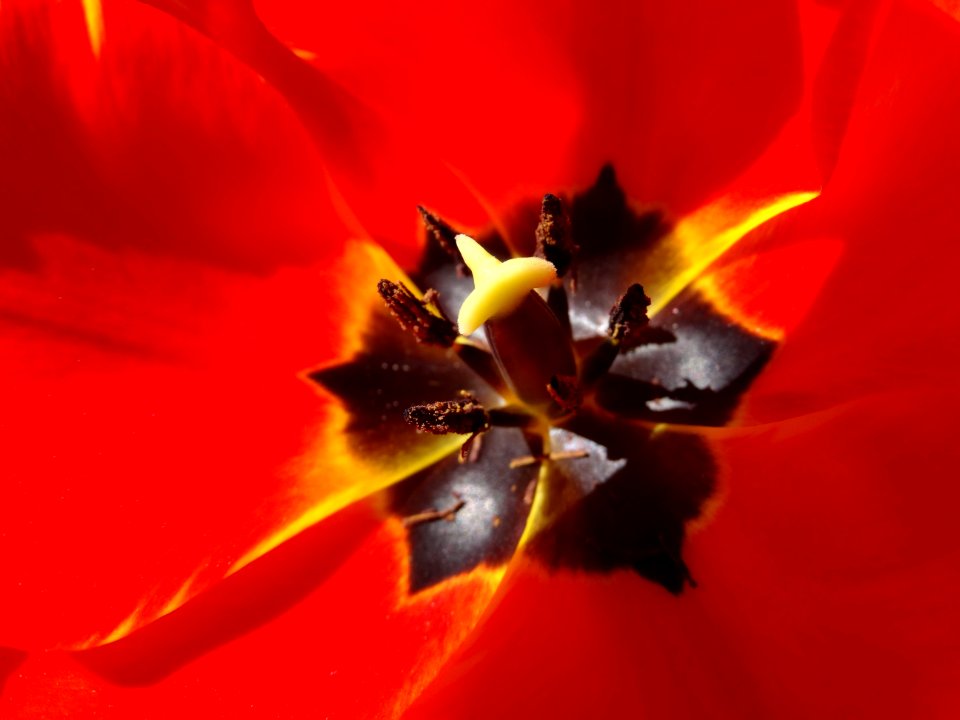 Flower Flowering Plant Yellow Tulip