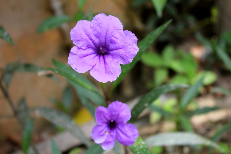 Flower Plant Flora Purple