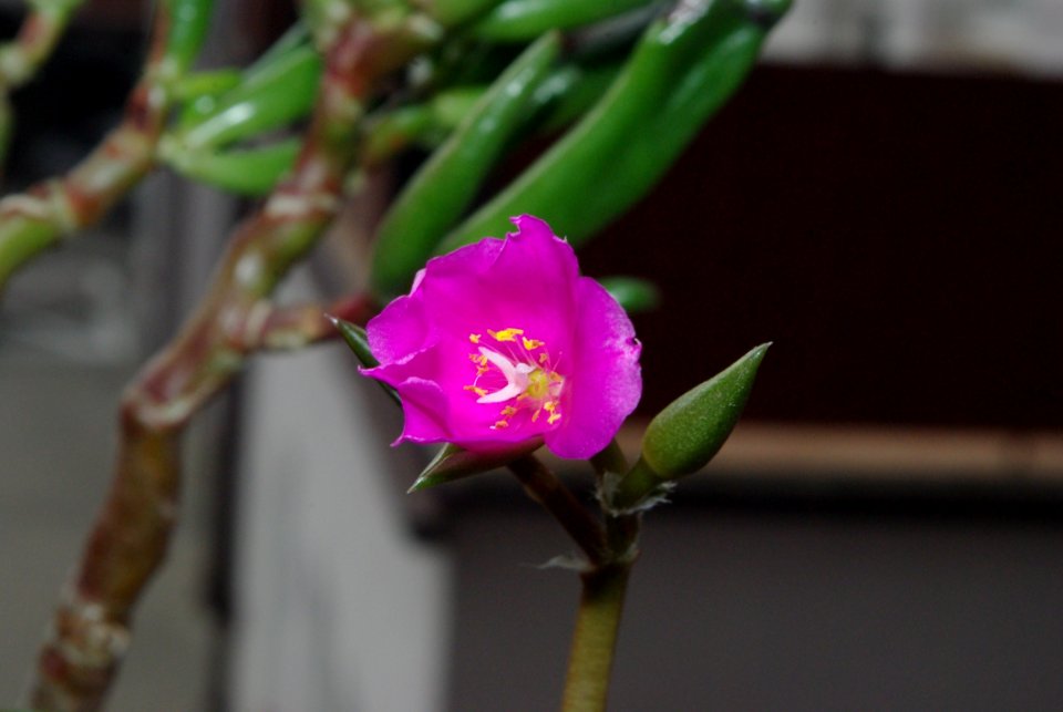 Plant Flora Flower Flowering Plant