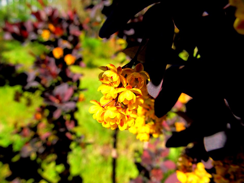 Yellow Flower Flora Plant