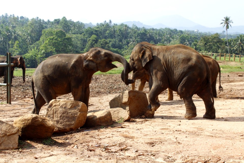 Elephant Elephants And Mammoths Indian Elephant Terrestrial Animal