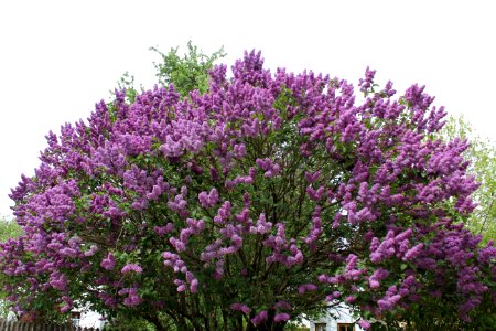 Plant Flower Purple Lavender