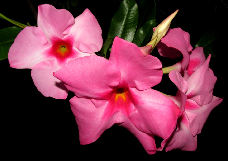 Flower Plant Pink Flora