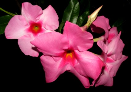 Flower Plant Pink Flora