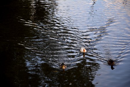 Water Reflection Bird Pond photo