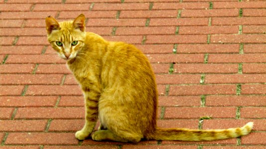 Cat Fauna Yellow Mammal