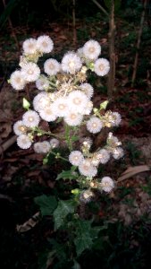Plant Flower Flowering Plant Flora