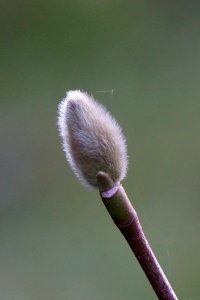 Bud Flora Plant Flower