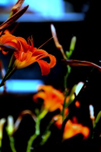 Flower Plant Flora Close Up photo