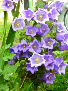 Flower Plant Bellflower Family Flowering Plant