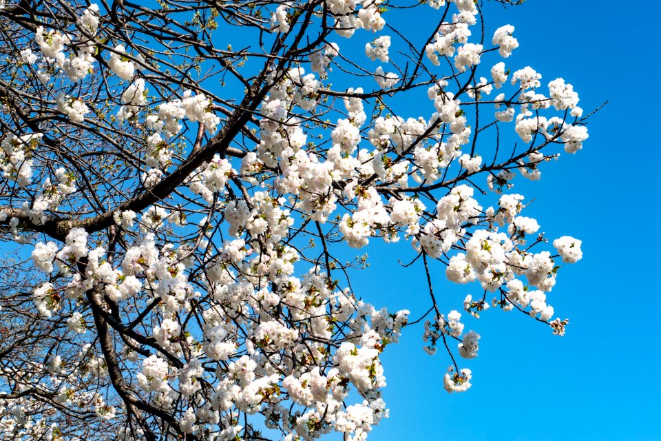Blue Blossom Branch Sky
