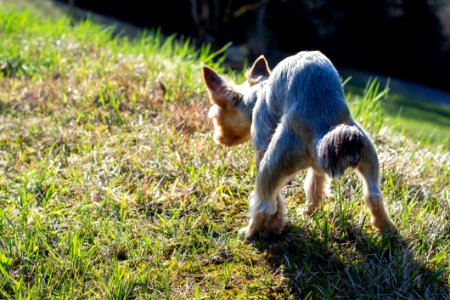 Mammal Grass Fauna Dog Like Mammal