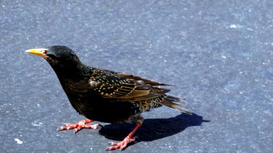 Bird Fauna Beak Organism photo