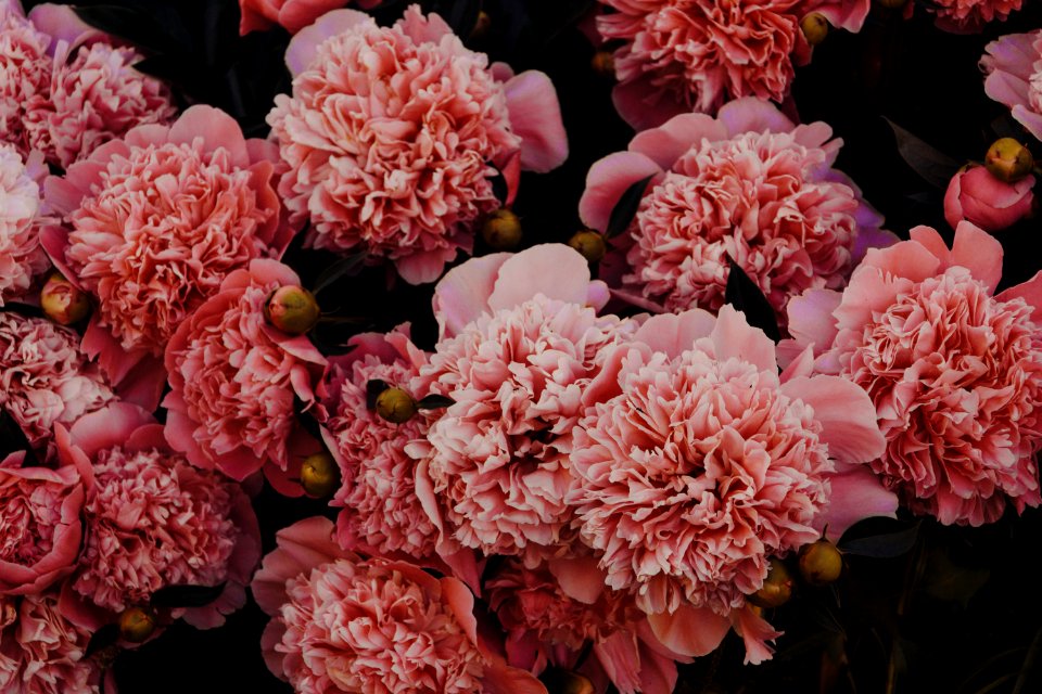 Pink Carnations