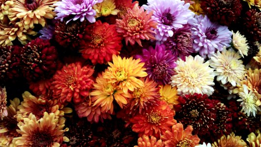 Assorted Flowers Photo photo