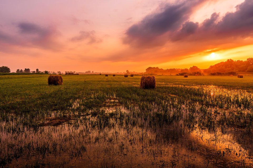 Green Grass Field
