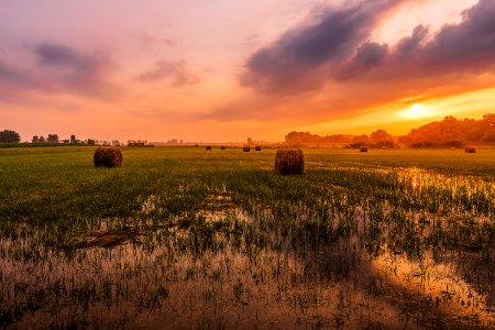 Green Grass Field