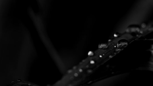 Monochrome Photo Of Water Droplets On Leaf