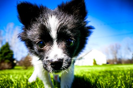 Closeup Photo Of Short-coatedwhite And Black Puppy photo