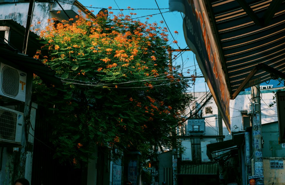 Green Leafed Tree Surrounded By Houses
