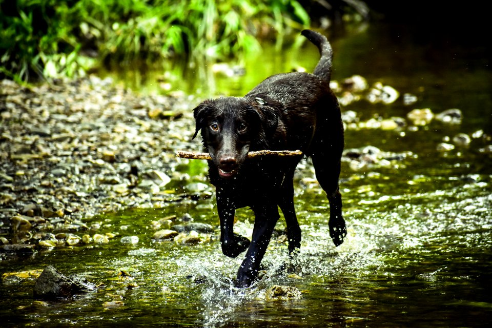Black Dog Stick On Mouth